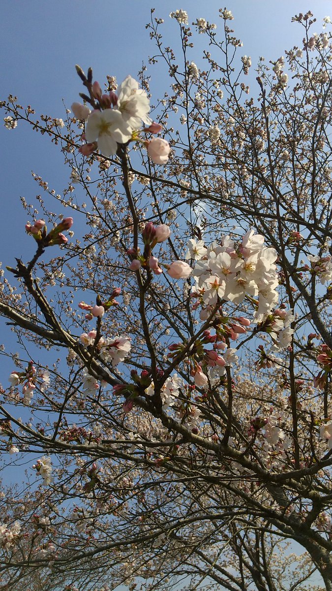 yoursfunup's tweet photo. もう少し🌸

#満開まで
#桜
#タンポポ https://t.co/cpiPElZNKl