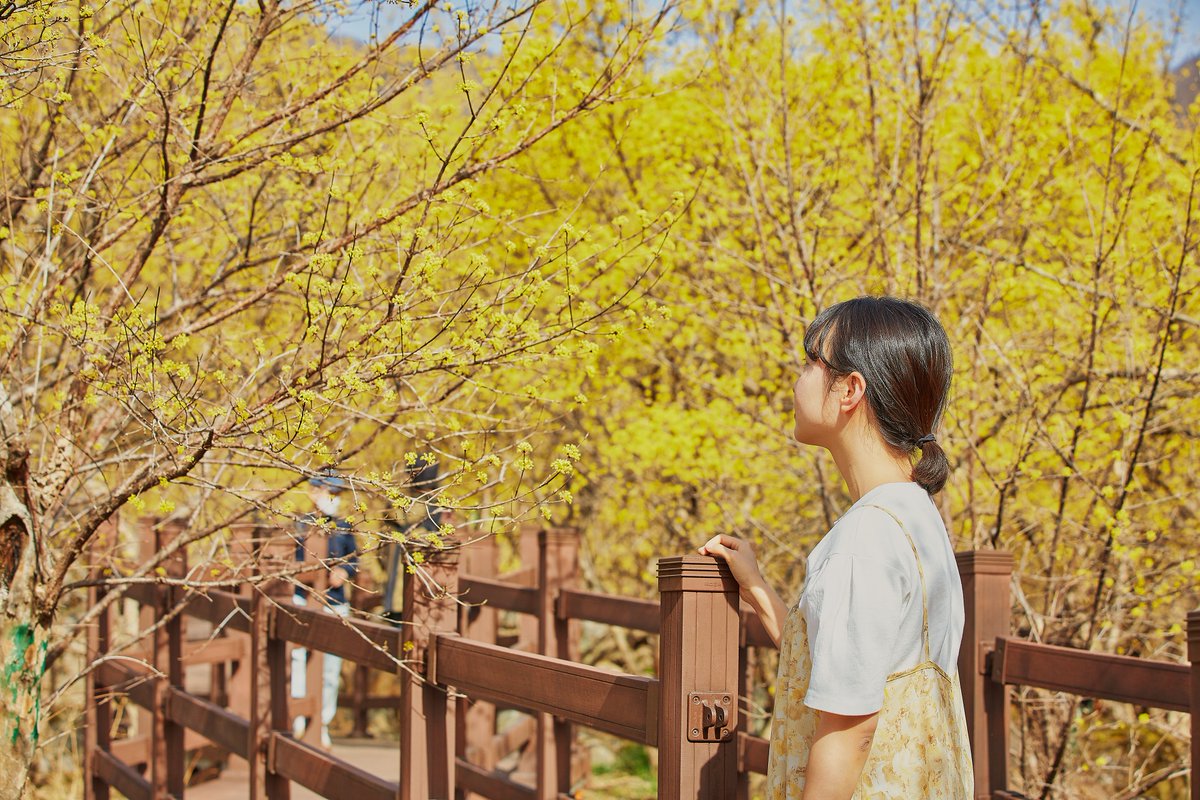 KoreanTravel's tweet photo. A whole village covered in yellow! 💛
Visitors come from all over #Korea to see this beautiful flower bloom. 🥰

📍 Gurye Sansuyu Village: https://t.co/fnCxEuwhXG

#VisitKorea later #OurHeartsAreAlwaysOpen https://t.co/kDHvsDKX0t