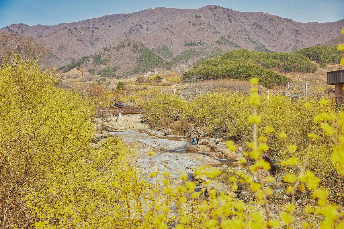KoreanTravel's tweet photo. A whole village covered in yellow! 💛
Visitors come from all over #Korea to see this beautiful flower bloom. 🥰

📍 Gurye Sansuyu Village: https://t.co/fnCxEuwhXG

#VisitKorea later #OurHeartsAreAlwaysOpen https://t.co/kDHvsDKX0t