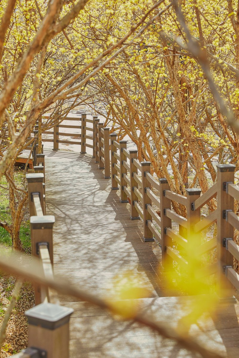 KoreanTravel's tweet photo. A whole village covered in yellow! 💛
Visitors come from all over #Korea to see this beautiful flower bloom. 🥰

📍 Gurye Sansuyu Village: https://t.co/fnCxEuwhXG

#VisitKorea later #OurHeartsAreAlwaysOpen https://t.co/kDHvsDKX0t
