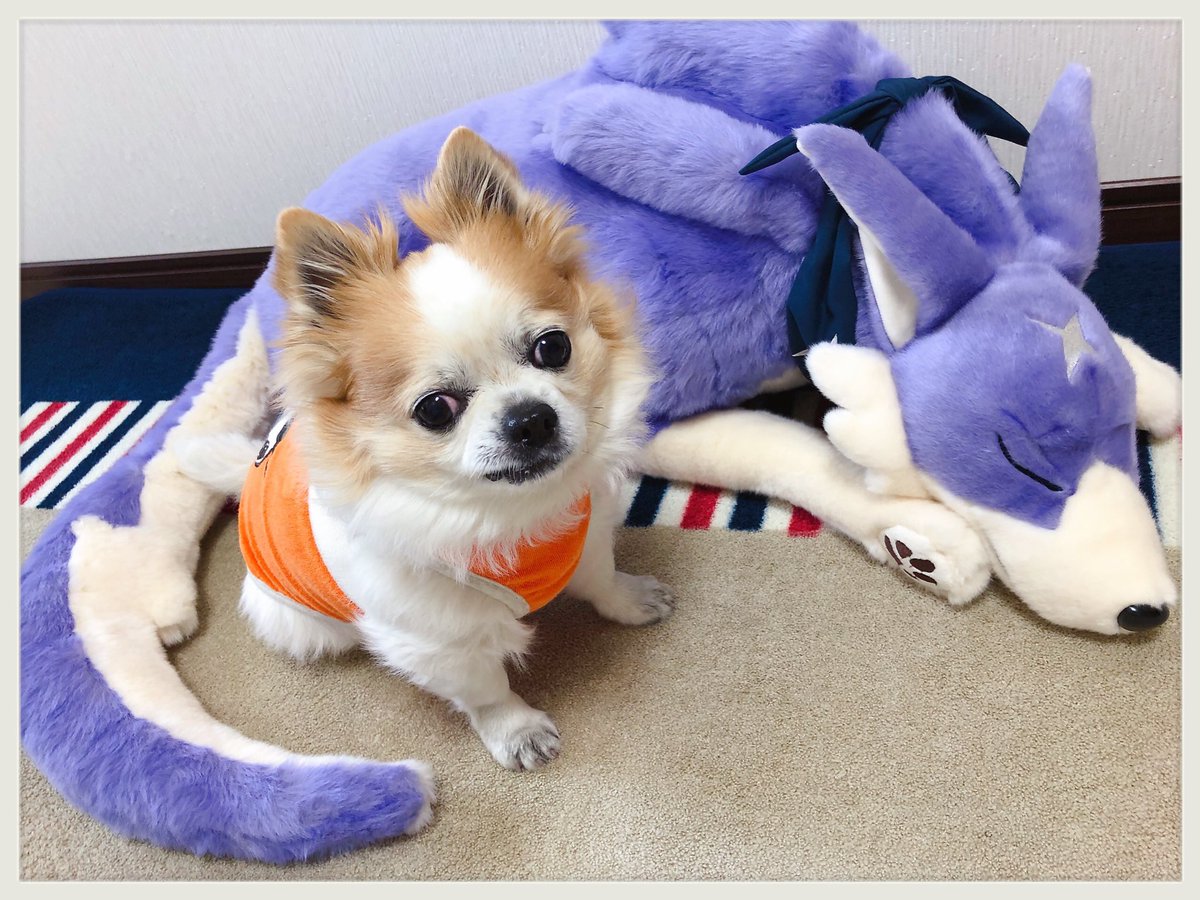 カナ はくろう モンハンライズ ガルク大型ぬいぐるみクッション はくちゃん と一緒にパシャリ ガルクの上に乗って W シャキーン はくちゃん ハンターになりました 笑 カナ はくろう モンハンライズ ガルク大型ぬいぐるみクッション はくちゃん と一緒にパシャリ ガルクの上に乗って W シャキーン はくちゃん ハンターになりました 笑