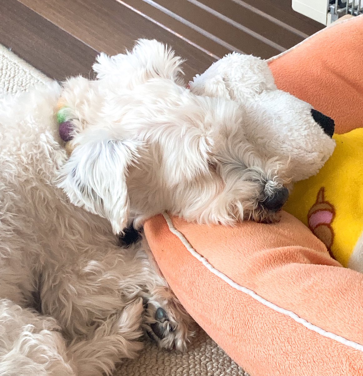 Uzivatel ちぃ Na Twitteru 双頭の犬