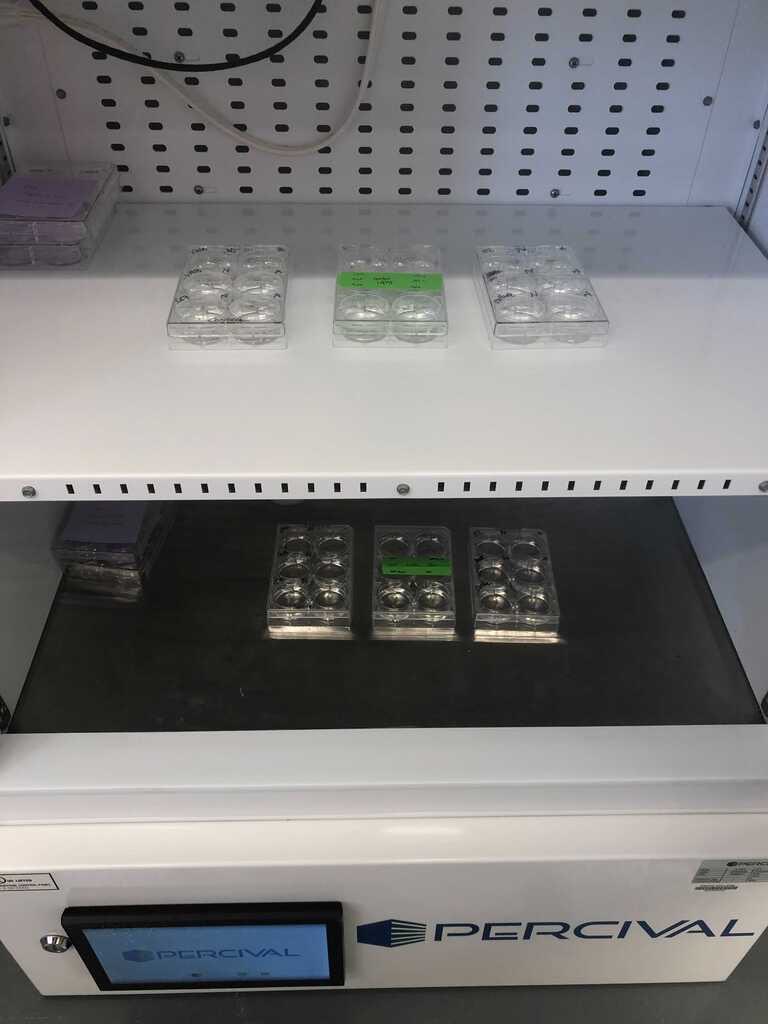 rWrightLab's tweet photo. We're excited to get new ROS stress assays going in the lab! We have some issues with super high background fluorescence. If anyone has experience using cellROX on cnidarian tissue/symbiont cultures, please let us know! #thesis #labwork #rwrightlab #corals #anemones https://t.co/SFeYNW2FIK