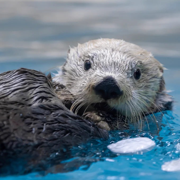 鳥羽水族館（TOBA AQUARIUM） on X: 