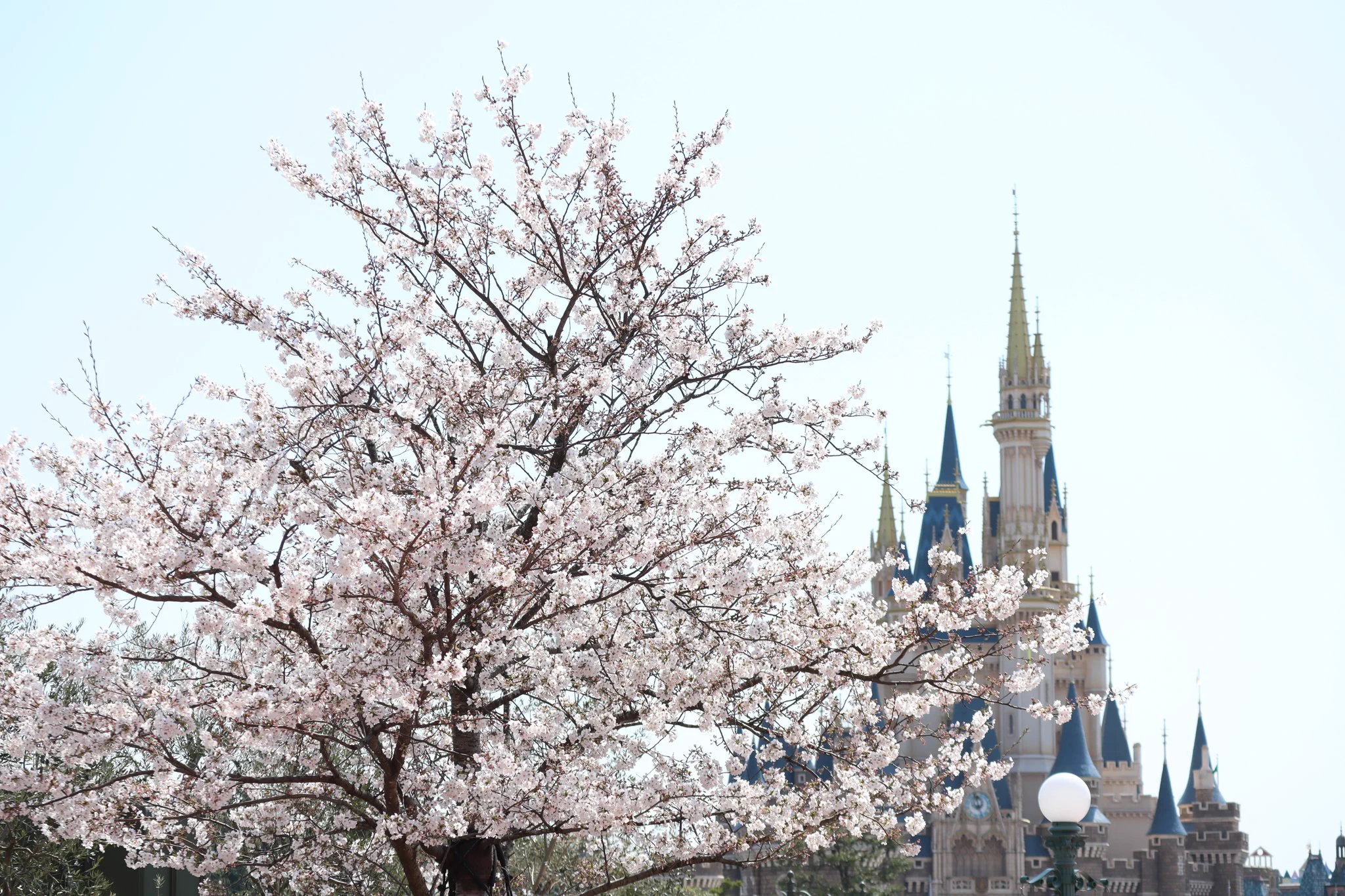 この色味どうやって出すの？わからないから加工してみたw
Before/After🌸  