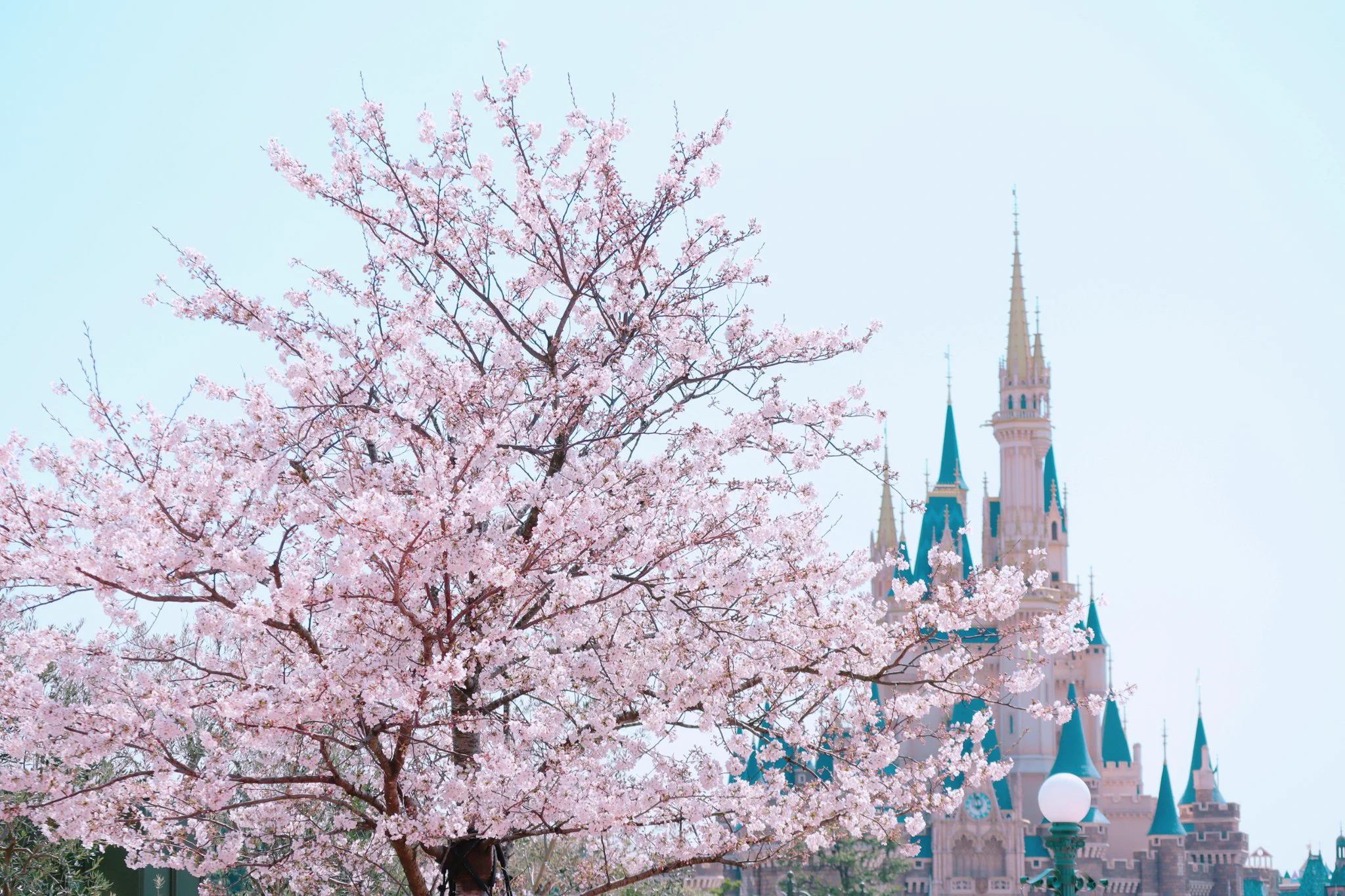 この色味どうやって出すの？わからないから加工してみたw
Before/After🌸  