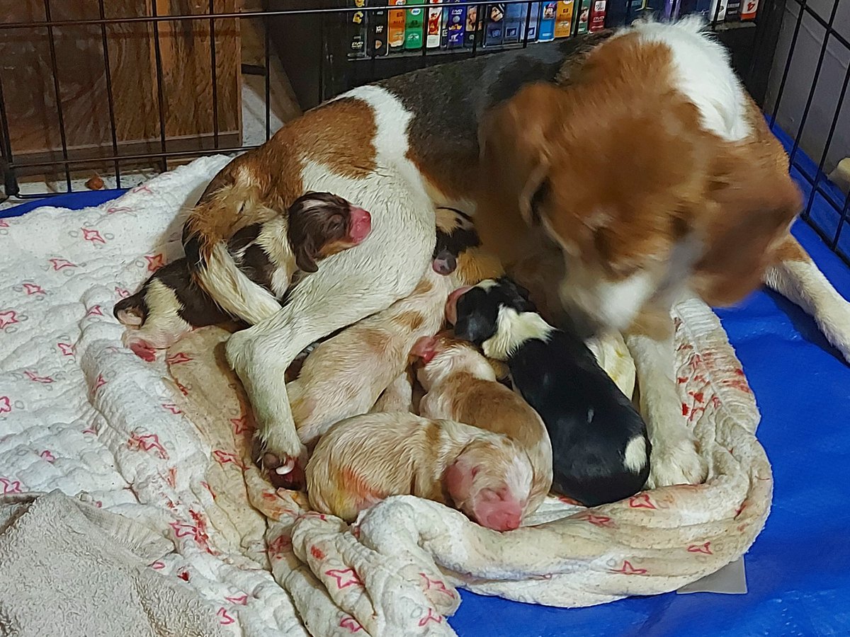 DawnKent76's tweet photo. Annie and her 7 puppies (4 girls 3 boys) https://t.co/LK3HxSCpDA
