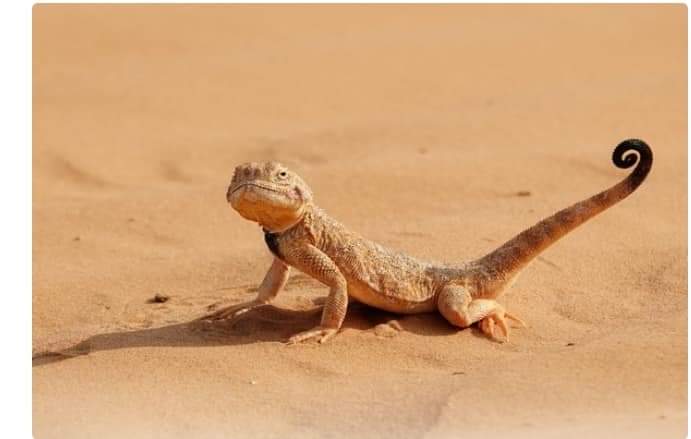 Kisah kadrun tetangga gue, laganya so' kaya, so' hebat, so' pintar. Kalo ngomong amal zariyah, sodaqoh tentang amal baik paling semangat. Giliran dpt jatah nyediain 20 nasi bungkus di Jum'at Barokah dia nginep di rmh mertuanya alasannya ada seminar di luar kota
Pekook loe drun😆