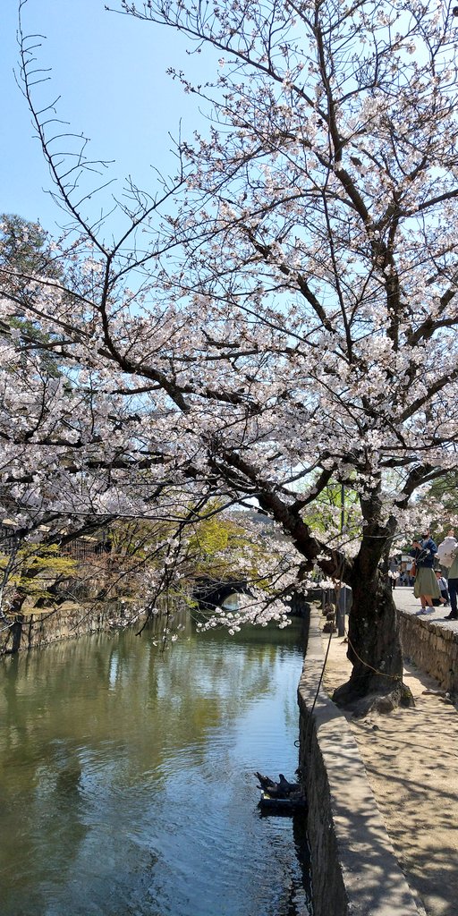 倉敷美観地区k M 本日のサクラ 撮影日和です 倉敷 美観地区 21 3 26 倉敷美観地区k M 本日のサクラ 撮影日和です 倉敷 美観地区 21 3 26