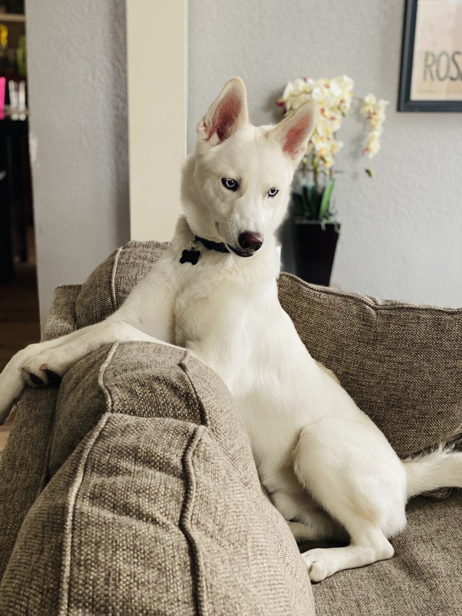 micaelamacy's tweet photo. but like also real quick, can i just show off my bb ? 🥺💙 https://t.co/5DlX1COHzu