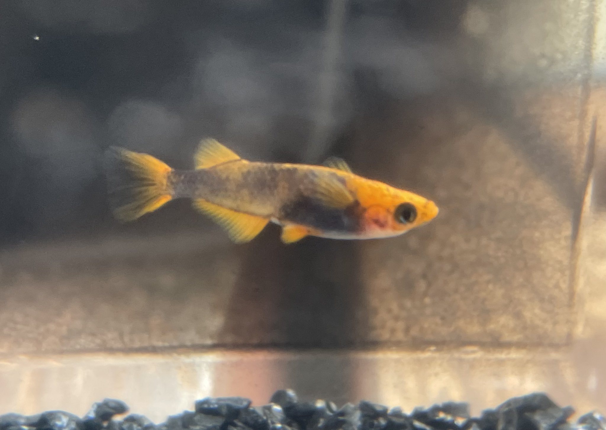 花小屋 Twitter Search Twitter