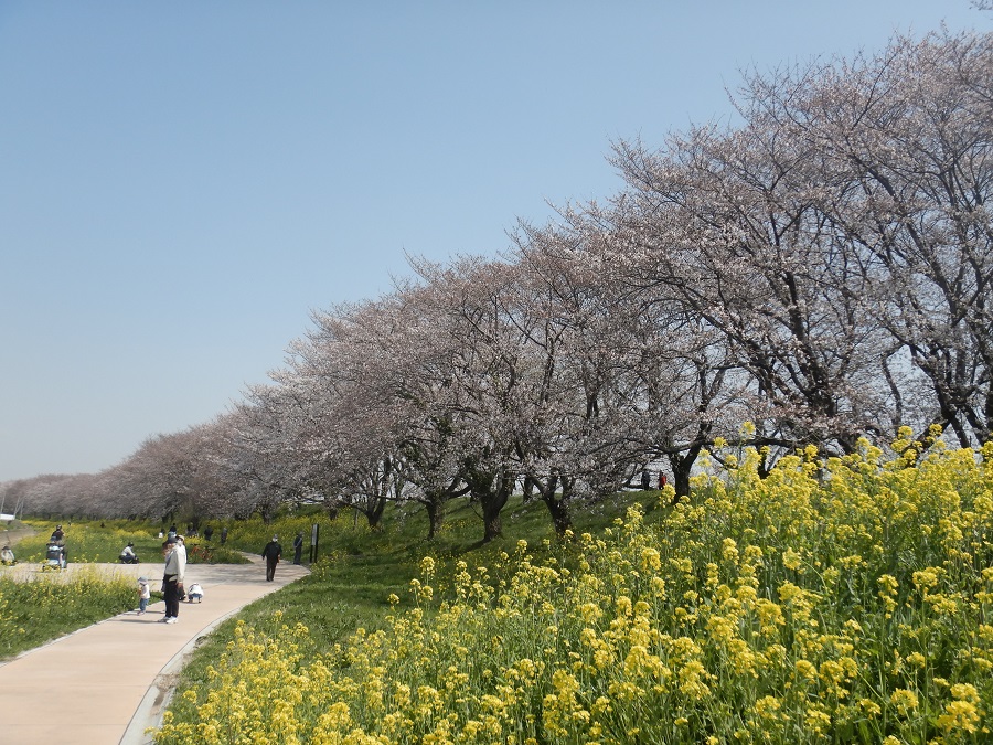 吉見町 On Twitter さくらの開花情報 3月26日 金 さくら堤公園の開花状況は5分咲です 写真はさくら堤公園 百穴桜土手です お問い合わせ 吉見町まち整備課 0493 63 5018 さくら 桜 菜の花 百穴 開花