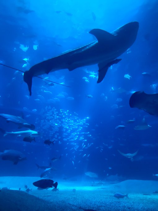 海遊館のtwitterイラスト検索結果 古い順