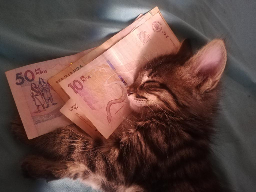 alekojpg's tweet photo. Encontraste al michi de la abundancia. Dale RT para que pronto te llegue una platica! 💰🤑💵 https://t.co/BjGdU2E6Iz