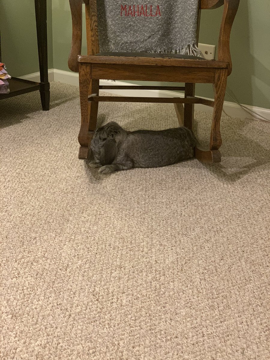 jaredm80's tweet photo. Thumper doing his best impression of the Evergreen. https://t.co/M18QFIl7Hm