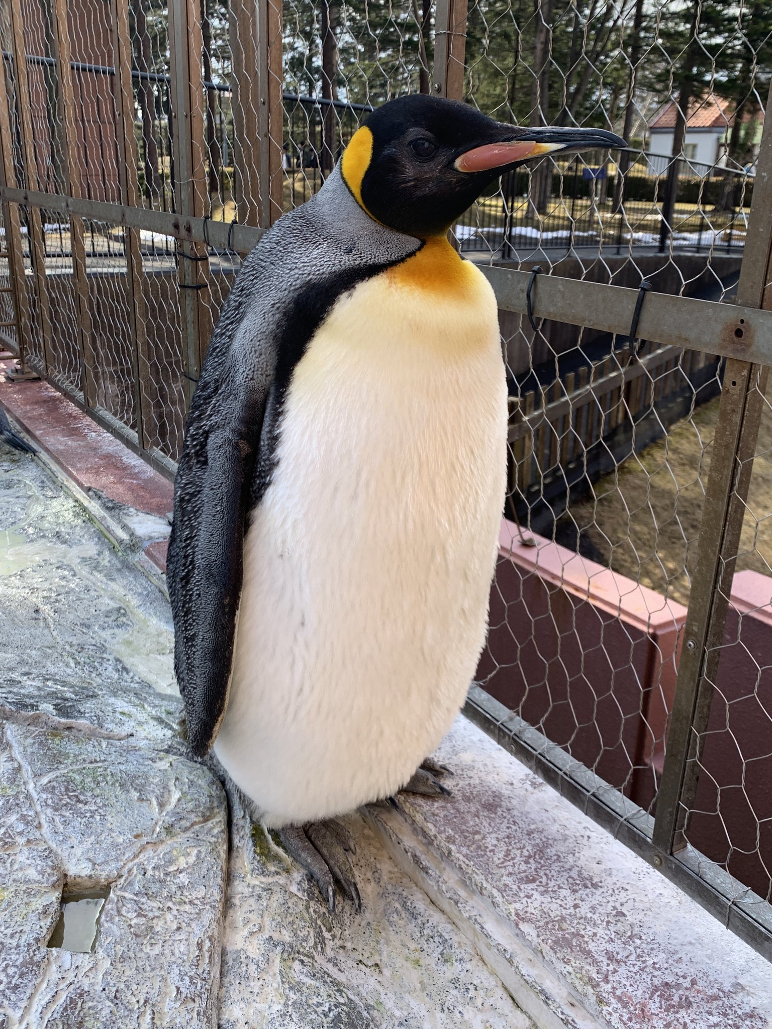 仲良しペンギン♡お魚set アクアキッズ ペンギン ミニ | 株式会社エスティー