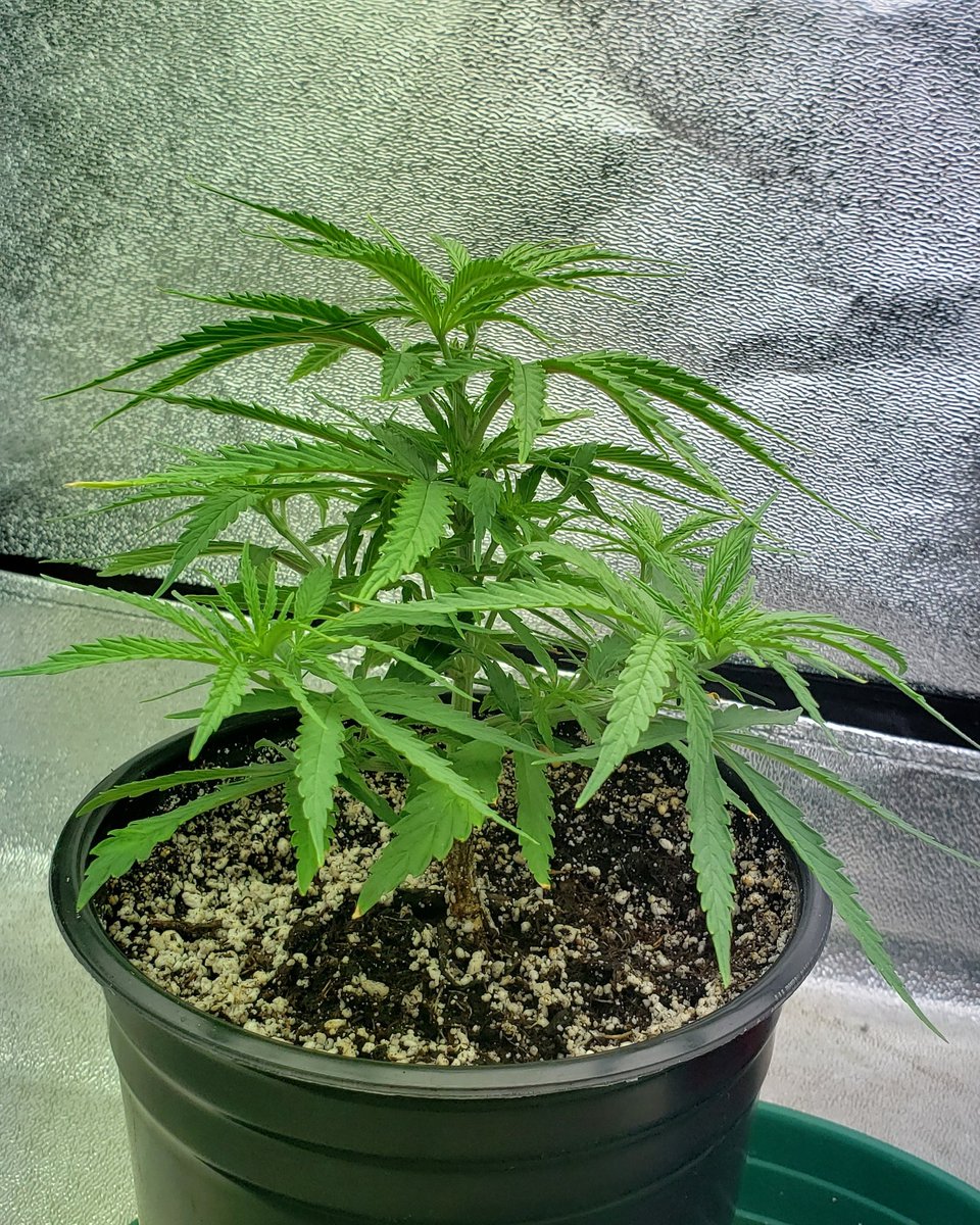 FbiSkmo's tweet photo. 9lb hammer
#9lbhammer
#9poundhammer
#jinxproof
#jinxproofgenetics
#startfromseed
#growyourown
#homegrown
#marijuana
#cannabis
#weed
#ganja
#thc
#cbd
#indica
#sativa
#hybrid https://t.co/3gbDOEMEEA