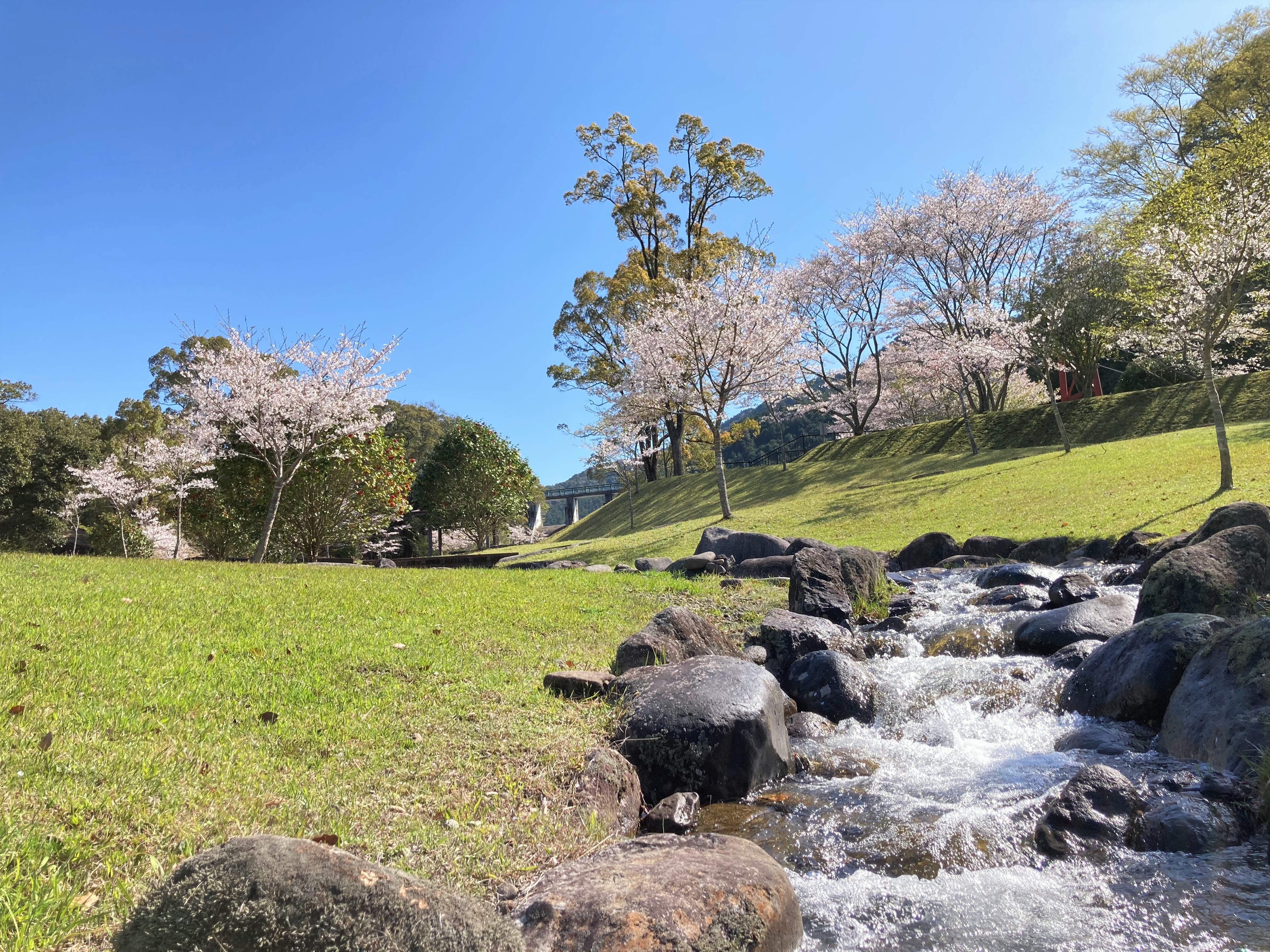 鹿児島県伊佐市 公式 カイドウ開花状況 撮影日時 3月26日 金 撮影場所 十曽池公園わんぱく広場 カイドウ桜は散り始めました 来年もまた綺麗な桜の写真を撮りにいきたいです 伊佐市 桜 い さ映え T Co 8cypracbxw Twitter