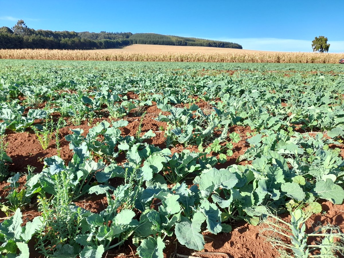 David_Agronomy's tweet photo. Cover crop of linseed, canola, peas, sunflowers and beans protecting the soil after potatoes. 
Linseed has incredible roots and seems impervious to the Millipedes. https://t.co/sL3kUlTmGU