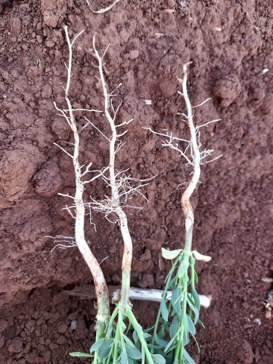 David_Agronomy's tweet photo. Cover crop of linseed, canola, peas, sunflowers and beans protecting the soil after potatoes. 
Linseed has incredible roots and seems impervious to the Millipedes. https://t.co/sL3kUlTmGU