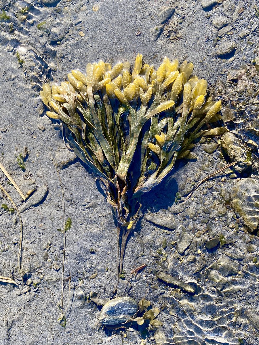 MGundersonAK's tweet photo. Some faux-Spring, low-tide Valdez vibes from earlier this week—before the snow came back and the sun went back into hiding.
22” more snow to fall in the 10 day forecast. #SpringTimeinAlaska https://t.co/UyHYHKXfRF