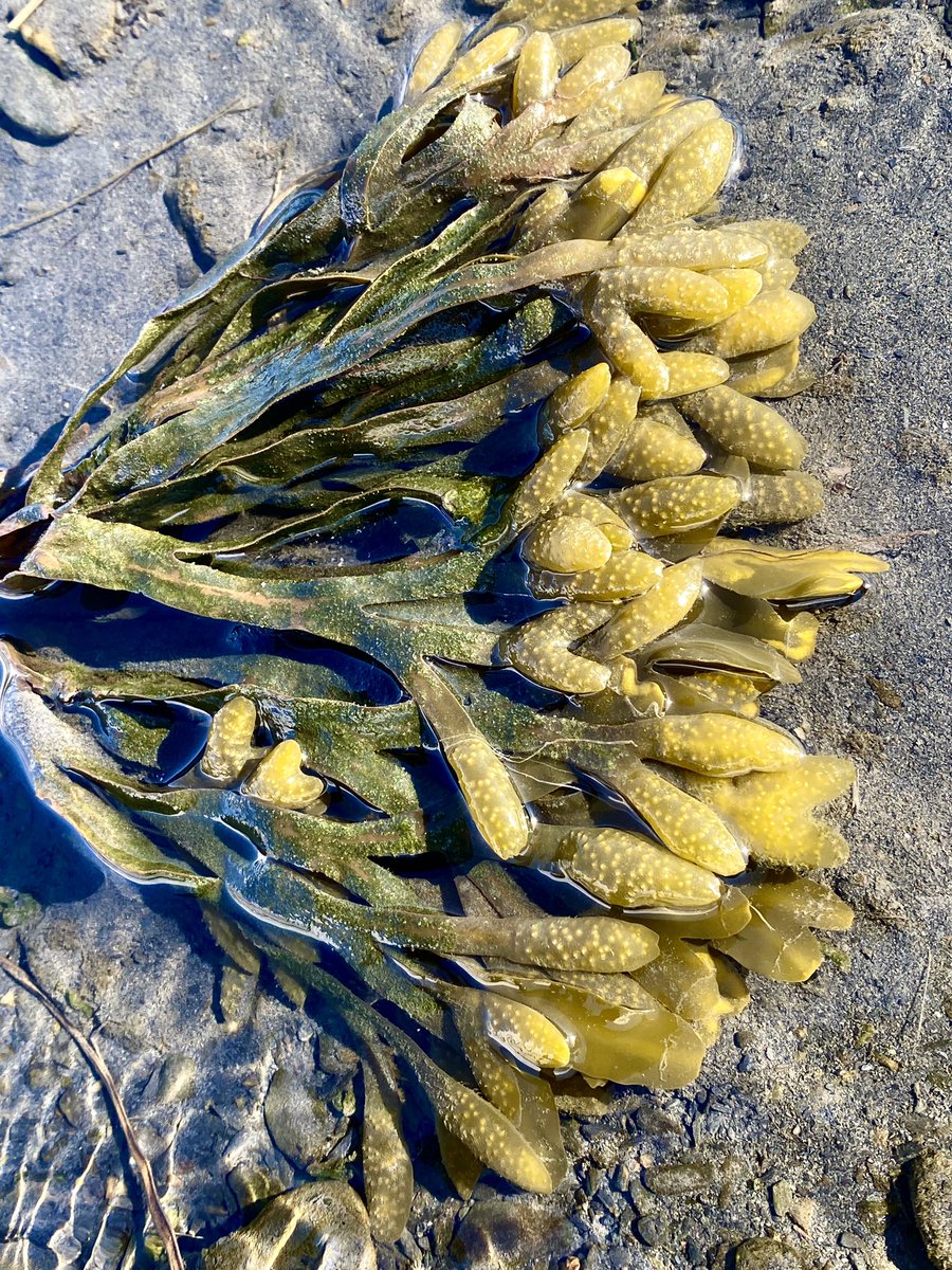 MGundersonAK's tweet photo. Some faux-Spring, low-tide Valdez vibes from earlier this week—before the snow came back and the sun went back into hiding.
22” more snow to fall in the 10 day forecast. #SpringTimeinAlaska https://t.co/UyHYHKXfRF