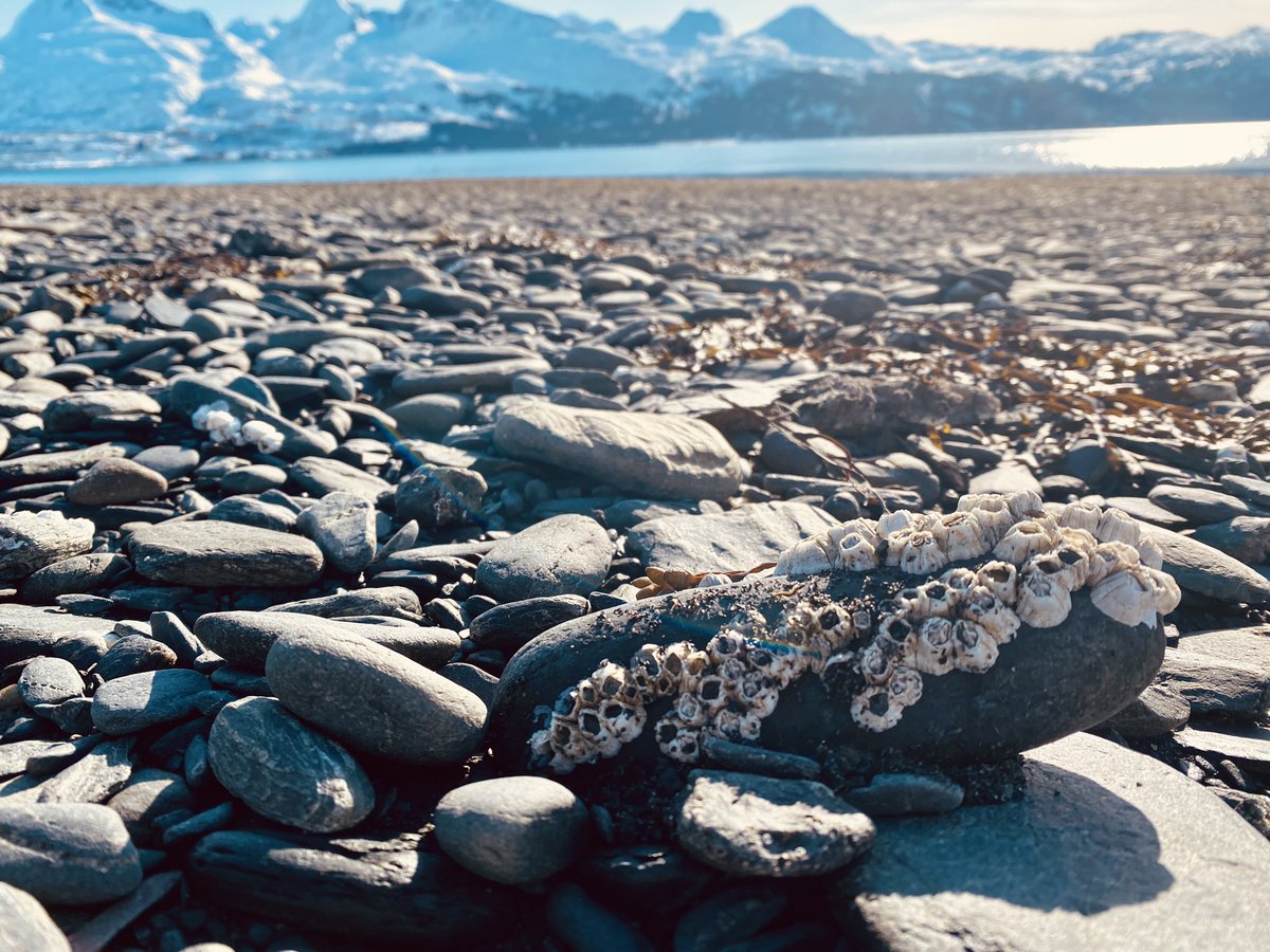 MGundersonAK's tweet photo. Some faux-Spring, low-tide Valdez vibes from earlier this week—before the snow came back and the sun went back into hiding.
22” more snow to fall in the 10 day forecast. #SpringTimeinAlaska https://t.co/UyHYHKXfRF