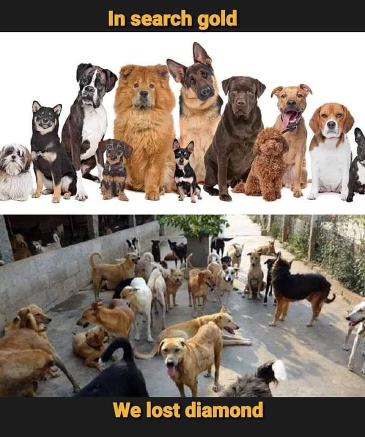 Rights Of Animal In India (@ofindja) on Twitter photo 