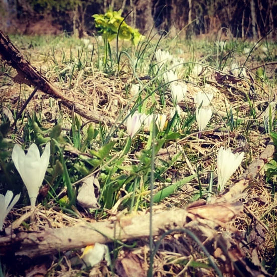 CesunaProloco's tweet photo. #buongiorno bella gente
.
Finalmente la bianca dama ❄️ comincia a pensare al riposo e lascia spazio ai primi timidi fiori 💐
.
Dai che ci siamo 🌄🌄🌄🌄
.
Spring is coming 😁😁😁
.
#cesuna #altopiano #asiago #altopianodiasiago #altopianosettecomuni #settecomuni #mountain #spring https://t.co/qQ8EVsxkOn