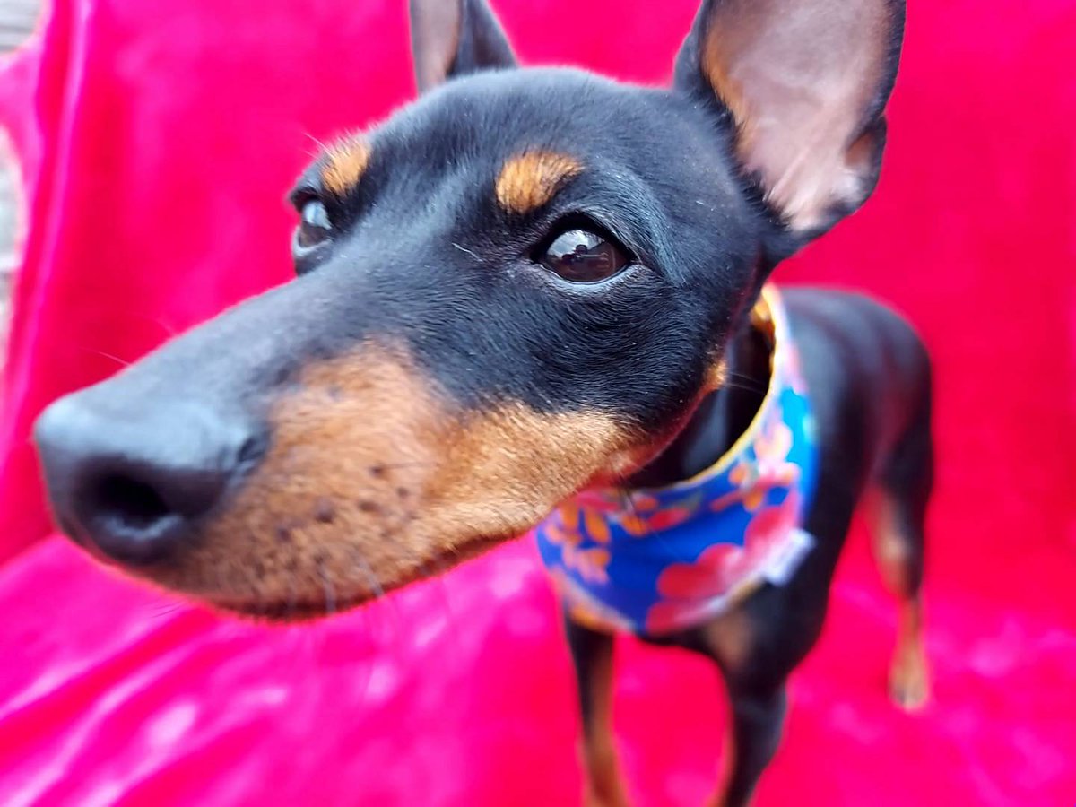 mannsbestfrien3's tweet photo. Good morning. Olive's going to show off her new Hawaiian bandana at the park this weekend. Doesn't she look fab. #TGIF #furryfriday #fridayfun #lovedogs #fridayfeeling #dogbandana #dogfashionista #dogsoftwitter #earlybiz #shophandmade https://t.co/KPtp2u3uFV