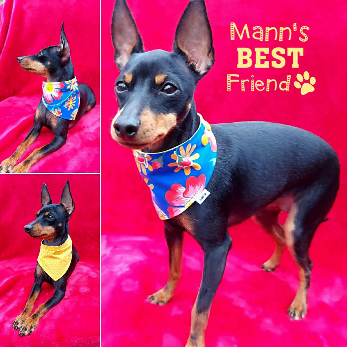 mannsbestfrien3's tweet photo. Good morning. Olive's going to show off her new Hawaiian bandana at the park this weekend. Doesn't she look fab. #TGIF #furryfriday #fridayfun #lovedogs #fridayfeeling #dogbandana #dogfashionista #dogsoftwitter #earlybiz #shophandmade https://t.co/KPtp2u3uFV