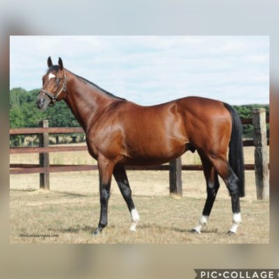 Bridge Stud tweet media