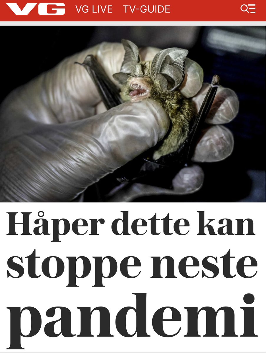 mariussovik's tweet photo. Kvele alle flaggermus ja, det burde noken tenkt på før. https://t.co/tAe0XMWvn9