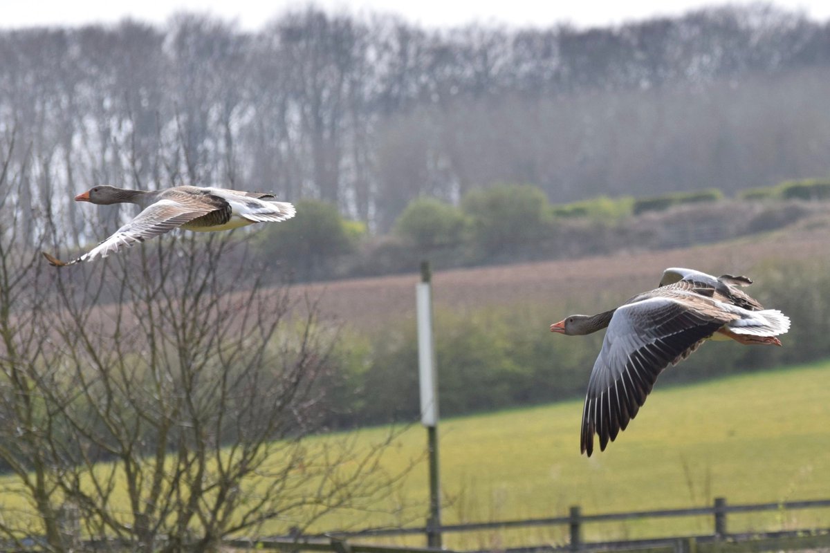 Willow_LakesLP's tweet image. With a hold being put on leaving the UK , a staycation is the perfect opportunity to get away

#lodgelife #logcabin #staycation #fishing #visitengland #visitnortheastlincolnshire #lincolnshirewolds