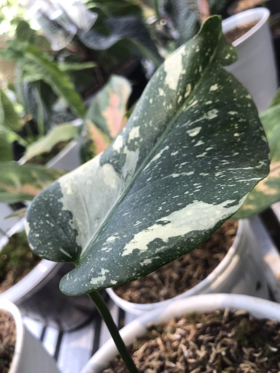 tumbuhsetaman's tweet photo. Dijual : Monstera Variegata Thai Constelation ( Monthai) 

DM for video or price 

Tiga daun menoor alias Variegata tulen 😍✨ https://t.co/28qvdepvUU
