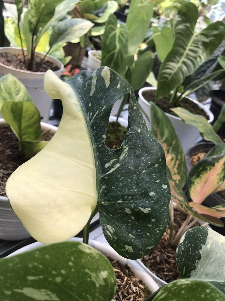 tumbuhsetaman's tweet photo. Dijual : Monstera Variegata Thai Constelation ( Monthai) 

DM for video or price 

Tiga daun menoor alias Variegata tulen 😍✨ https://t.co/28qvdepvUU