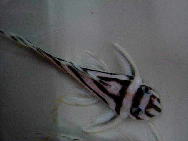 wft0213's tweet photo. 野生熊貓異型(4~5CM)
山水水族官網
https://t.co/2I10Sw04KI

#魚缸訂做 #魚缸造景 #魚缸 #觀賞 #觀賞魚 #水族 #熱帶魚 #水族館 #水族馆 #水族箱  #水族用品 #水族用品店 #賞魚 #魚種  #紅龍 #血紅龍 #古代魚 #烏龜 #異型 #觀賞魚水族 #觀賞魚缸 #水生生物 #kaohsiung #taiwan #高雄 #台灣 #左營 https://t.co/oMpLTwVxAP