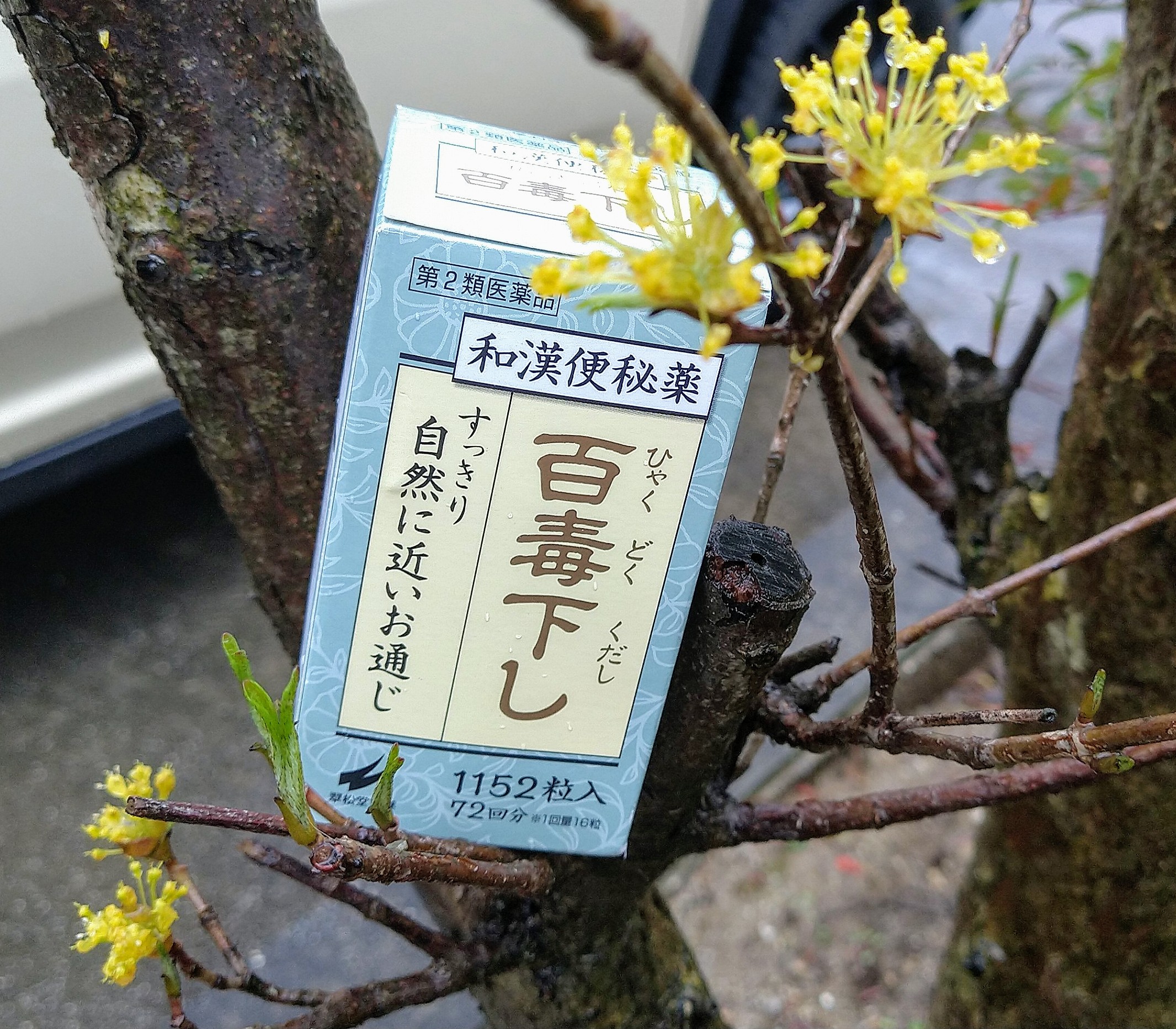تويتر 翠松堂製薬 公式 على تويتر サンシュユ 山茱萸 の花と 百毒下し 花言葉は 持続 耐久 ここにも百毒下し 春の花 サンシュユ ハルコガネバナ 草花 自然 自然な効き目 T Co Vqiecvq71s
