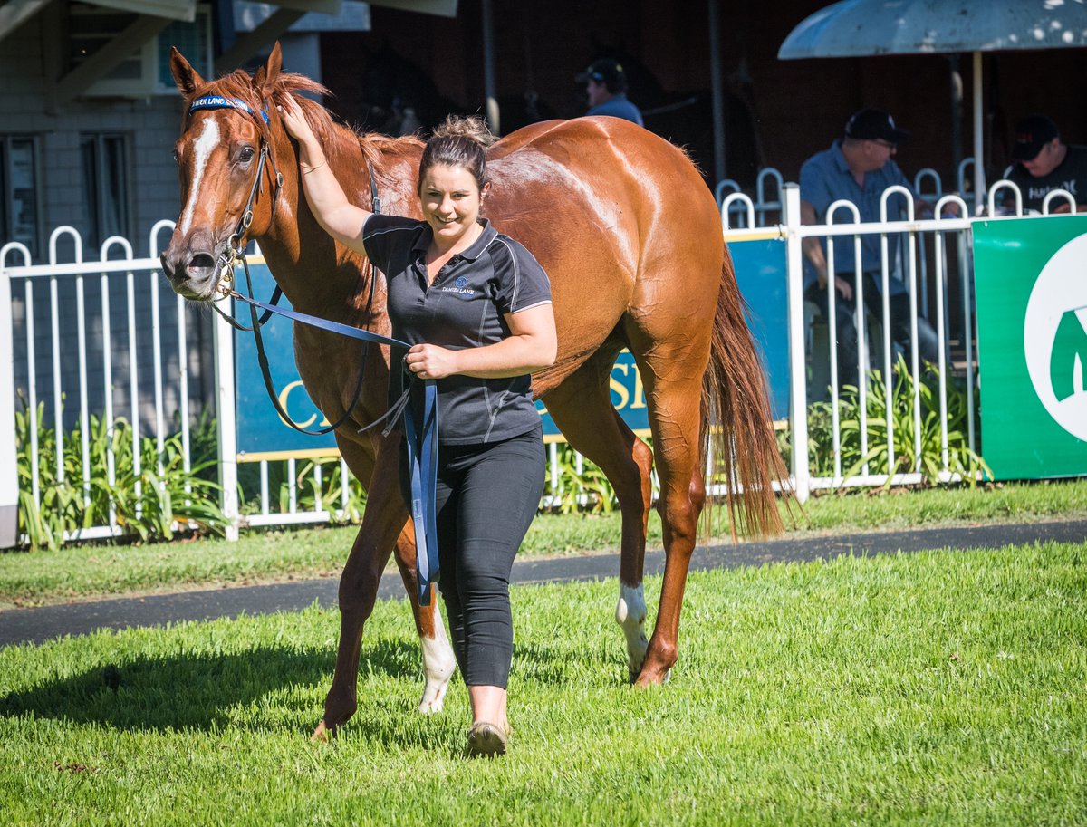 Muswellbrook Race Club tweet media