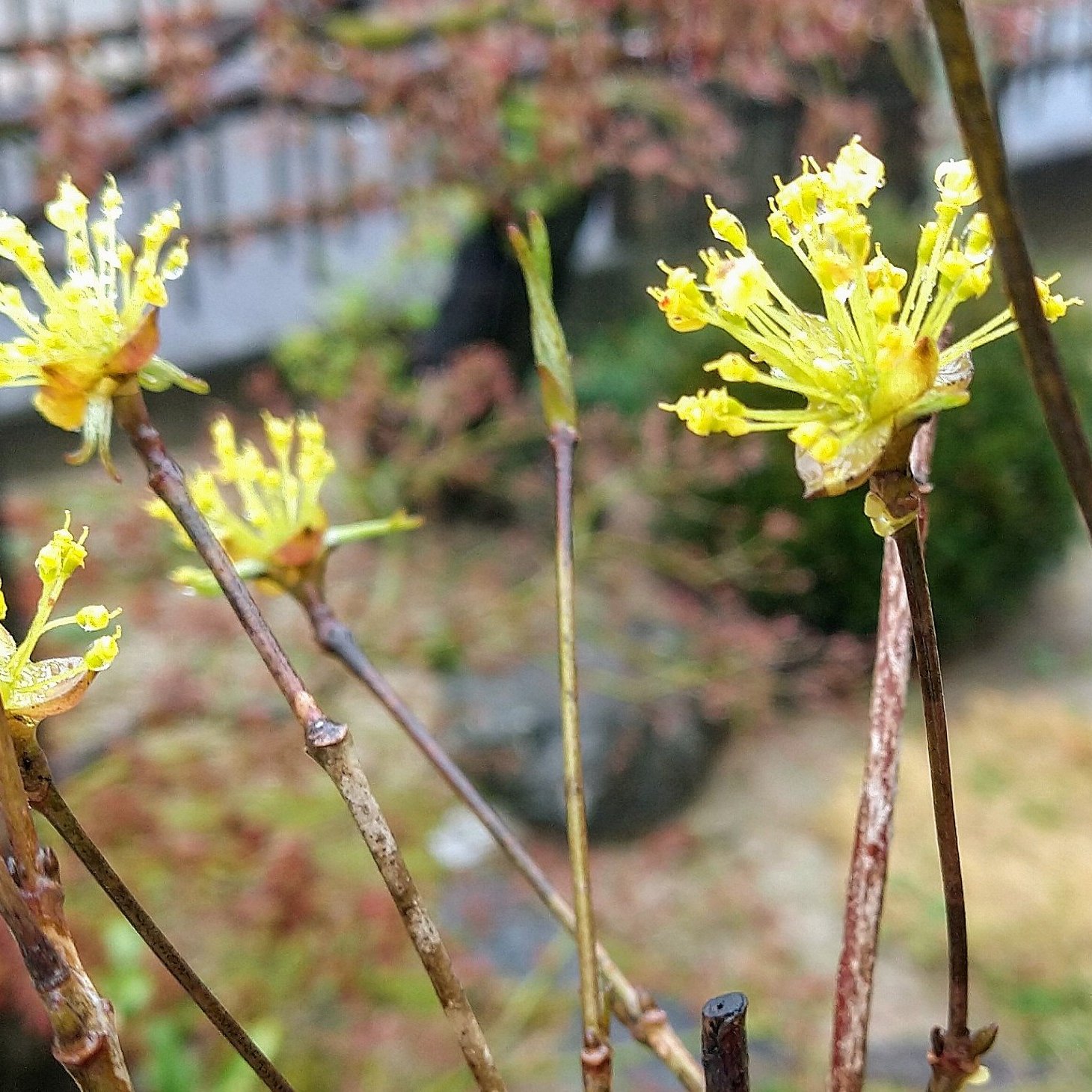 تويتر 翠松堂製薬 公式 على تويتر サンシュユ 山茱萸 の花と 百毒下し 花言葉は 持続 耐久 ここにも百毒下し 春の花 サンシュユ ハルコガネバナ 草花 自然 自然な効き目 T Co Vqiecvq71s