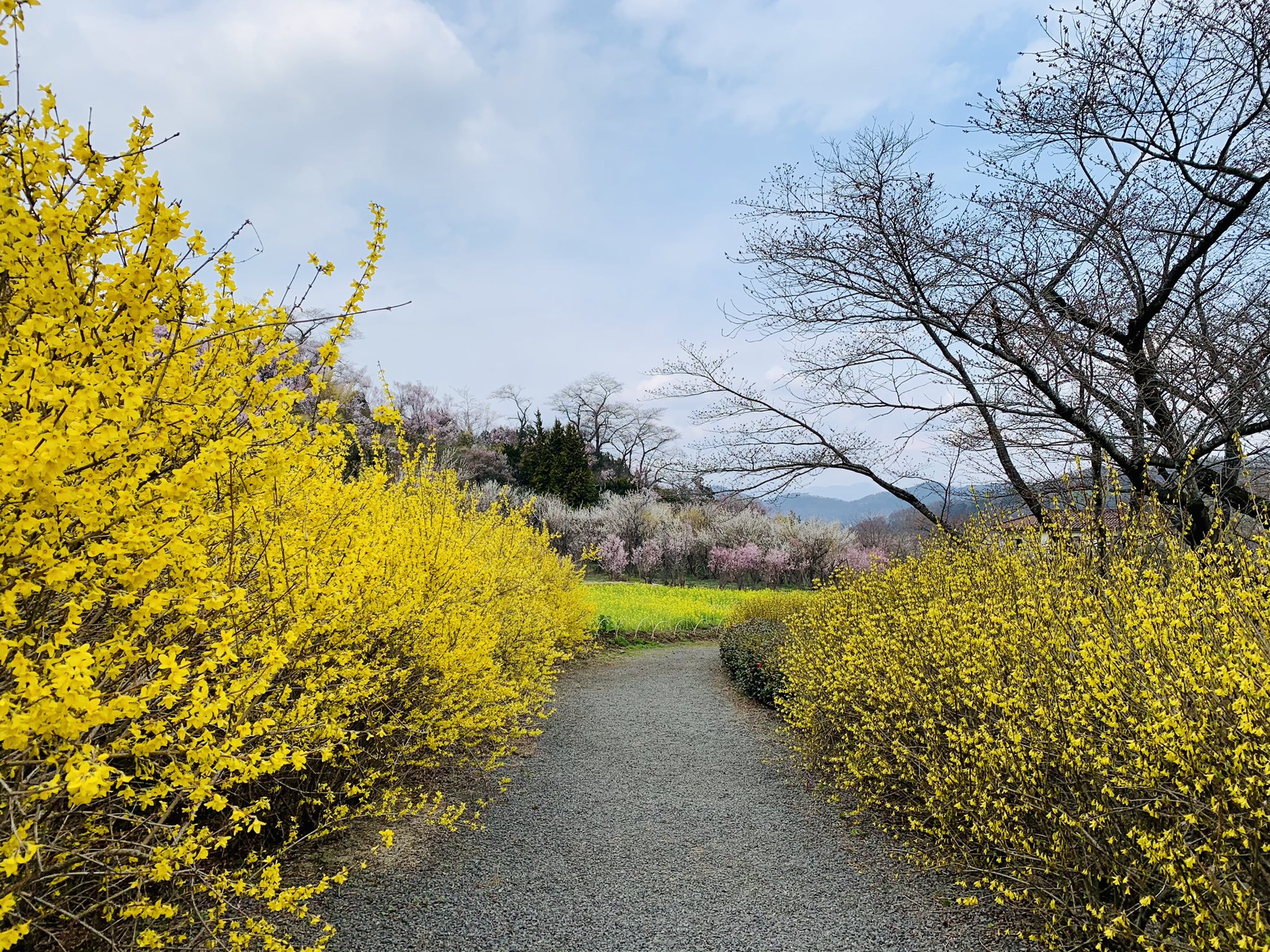 キヌ バッシュに花生ける人 Kinu Flower Twitter