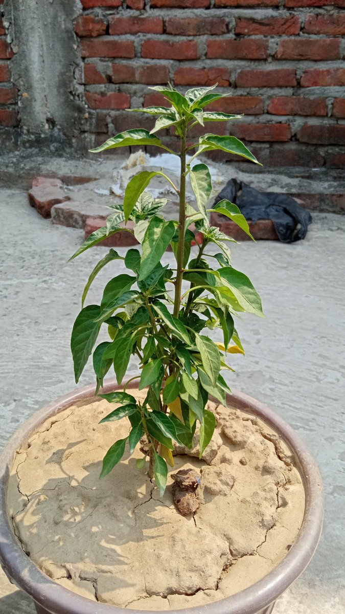 DanishHindi's tweet photo. My small roof garden.।।।
#plantationoftrees
#SaveEnvironment
@KhanamSubiya
@AgriGoI
@IFAD https://t.co/b2JTxwqGEv
