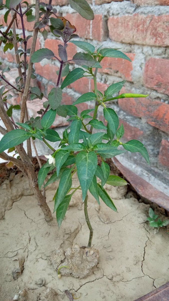 DanishHindi's tweet photo. My small roof garden.।।।
#plantationoftrees
#SaveEnvironment
@KhanamSubiya
@AgriGoI
@IFAD https://t.co/b2JTxwqGEv