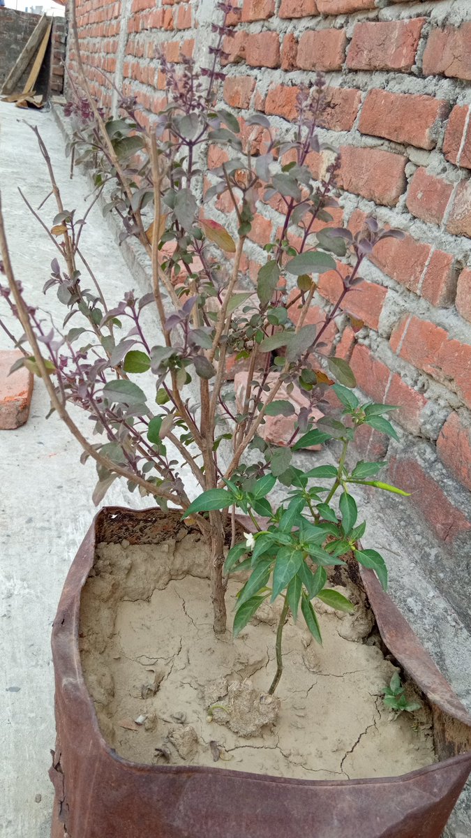 DanishHindi's tweet photo. My small roof garden.।।।
#plantationoftrees
#SaveEnvironment
@KhanamSubiya
@AgriGoI
@IFAD https://t.co/b2JTxwqGEv