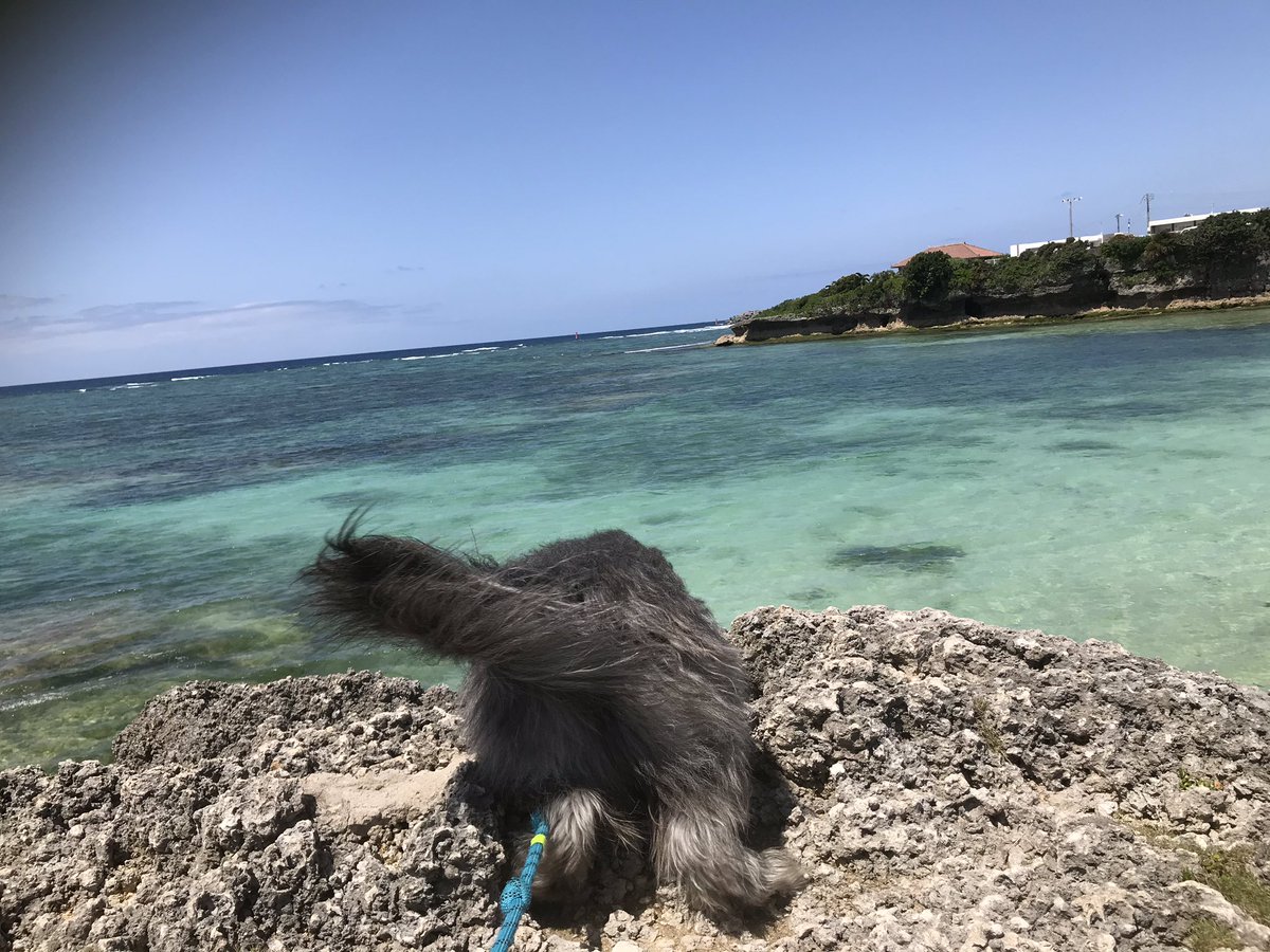 mofunichi's tweet photo. 海の中に⁉︎蟹さん🦀
いるような気がするワン❗️by.JACK🐶✨🌴
海の中アオサで緑💚✨
#沖縄の海 #beachlife #犬と海 #あおさ #もふにち #jackdog https://t.co/UADpK9zQK5
