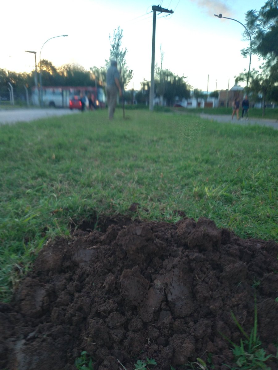 Agustin3766's tweet photo. ✅Seguimos trabajando en la tarde noche de hoy se limpio el cantero que esta sobre el cantero de  la calle Bauchs sobre las esquinas Lola Membrive y  Jose podesta de B Los Gigantes anexos  (sigue) https://t.co/WCwR7yPcUf