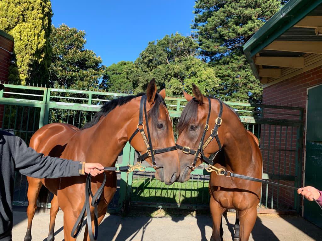 NoorilimPark's tweet photo. Sisters! CRYSTAL BOUND and CRYSTAL DYNASTY enjoying a photo @cmaherracing #Notasingledoubt #tavistock https://t.co/g2BANudfDx
