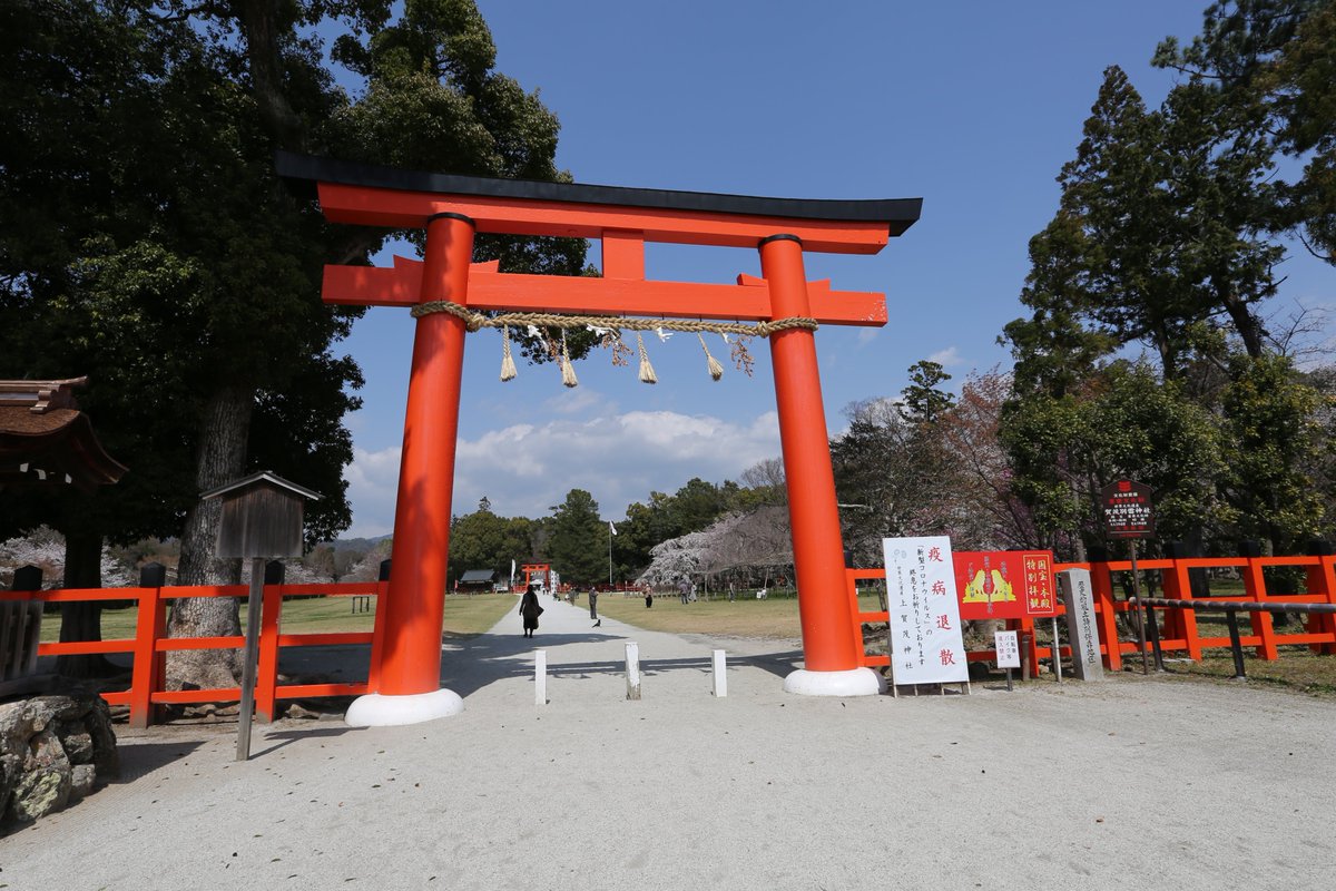 京都今これ 北区の上賀茂神社の桜が見頃です 御所桜が満開を迎えて綺麗に咲いています 大鳥居の前が工事中ですが境内は広く気持ち良かったです ベンチに座って休憩されている人等がいてのどかでした
