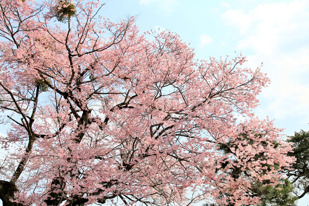 彦根城内 鐘の丸売店 公式 本日２回目のひこにゃん 桜 とひこにゃんの最高の組み合わせ 桜を見上げてる写真がお気に入りです 彦根城 ひこにゃん 桜21
