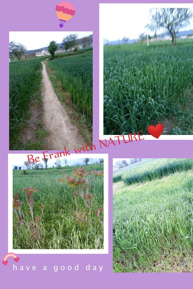 KhafsaRehman's tweet photo. Natural beauty is real beautiful.
Natural things gives spirit and energy when we frank with it. 
It is beautiful painting for human beings.
Nature always grab the attention of pure ones.
#MyPhotography.
#MyEditing.
#IamGreenactivist.
#HappySpringSeason.🌿💚🌺☘️🌴. https://t.co/chFGTEiOKc